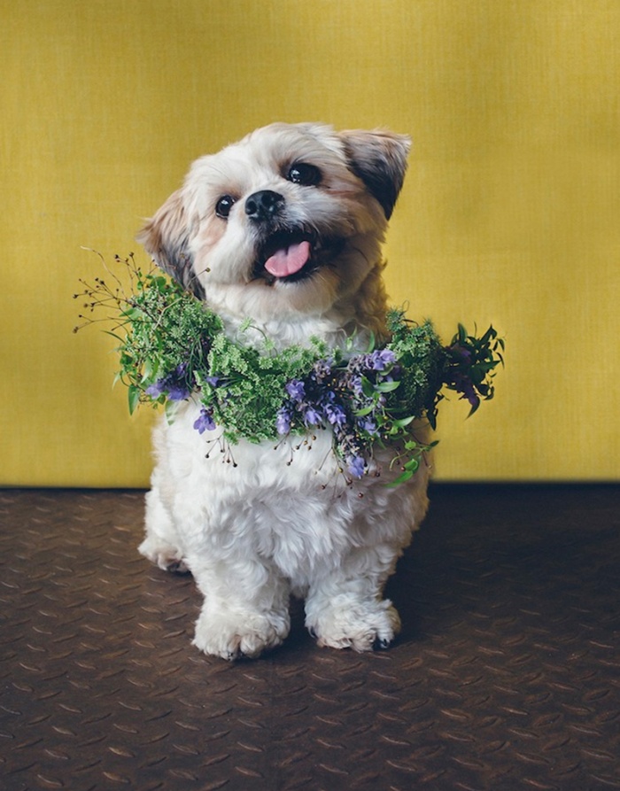 'Cutest Ways to Include Your Pet Into Your Wedding Day' Image #1