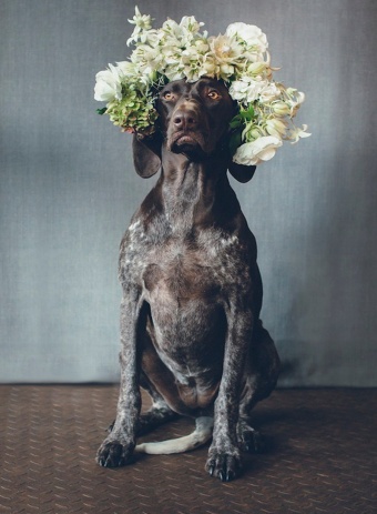 'Cutest Ways to Include Your Pet Into Your Wedding Day' Image #2