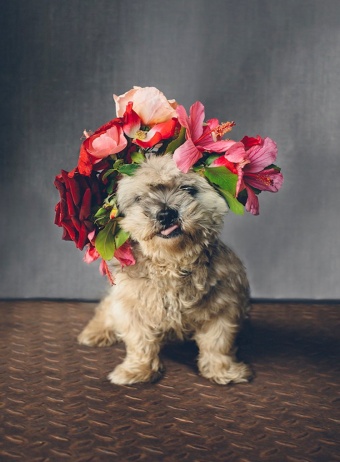 'Cutest Ways to Include Your Pet Into Your Wedding Day' Image #3
